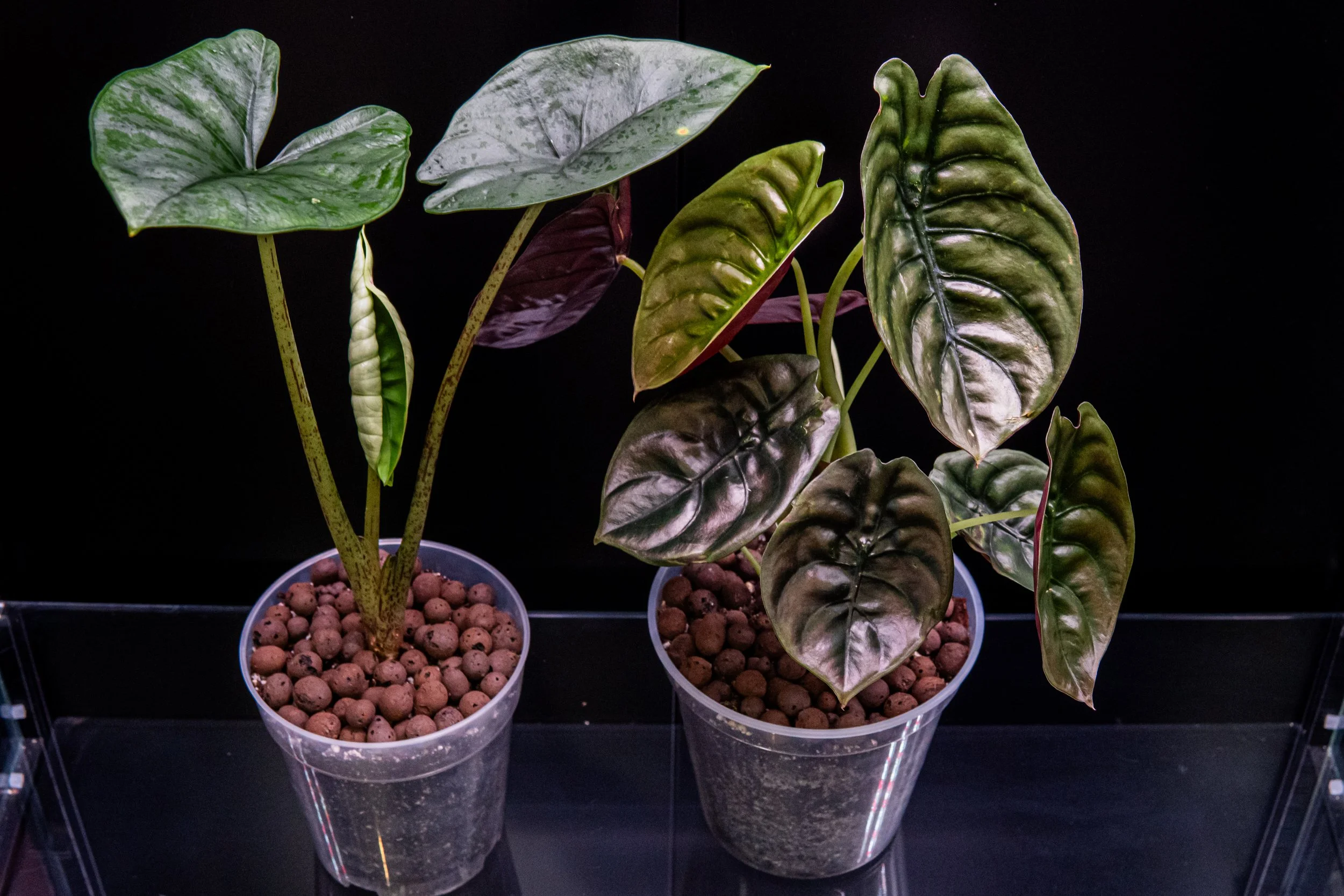 Alocasia+Workshop.jpg?format=2500w